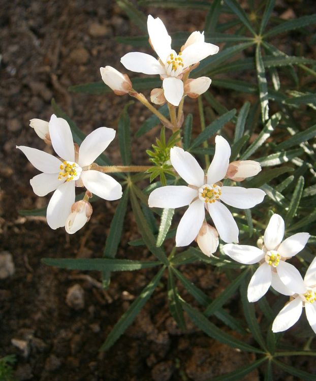 CHOISYA TERNATA WHITE DAZZLER