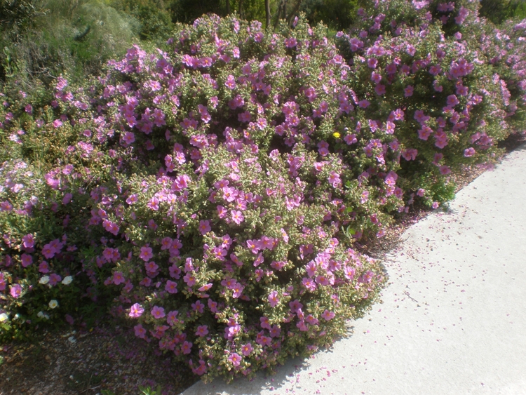 CISTUS ALBIDUS