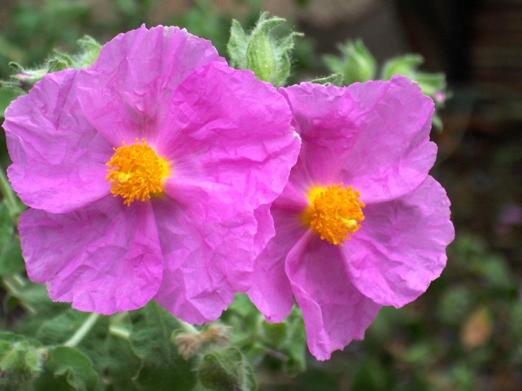 CISTUS ALBIDUS