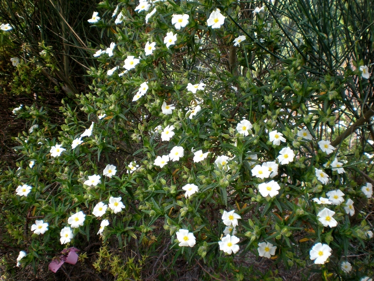 CISTUS MONSPELIENSIS