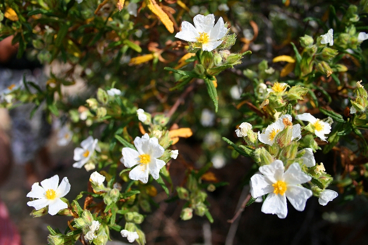 CISTUS MONSPELIENSIS