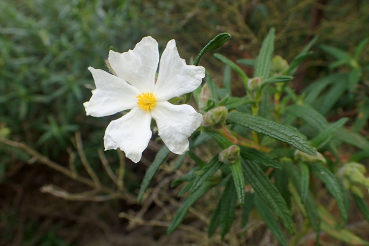 CISTUS MONSPELIENSIS