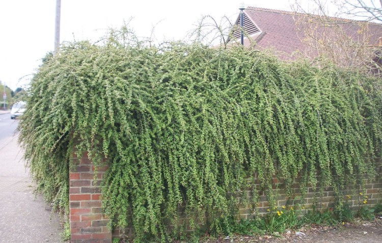 COTONEASTER DAMMERI MAJOR