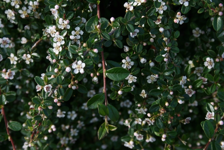 COTONEASTER DAMMERI MAJOR