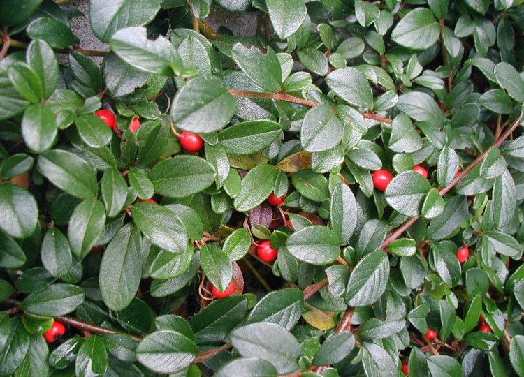 COTONEASTER DAMMERI MAJOR