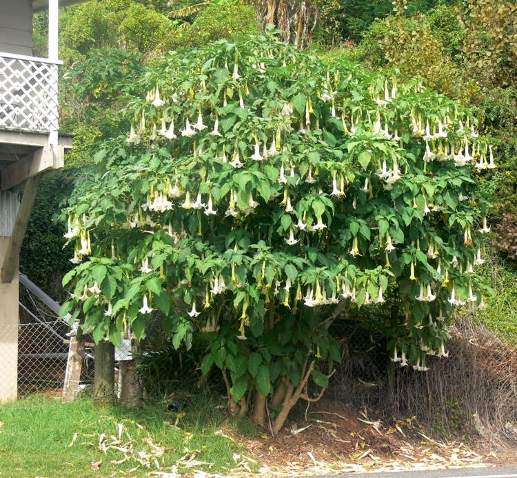 DATURA ARBOREA (BRUGMANSIA ARBOREA)