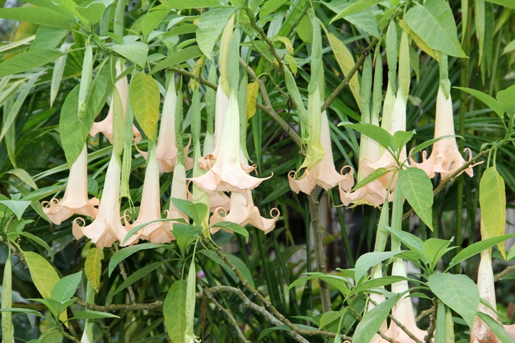 DATURA ARBOREA (BRUGMANSIA ARBOREA)