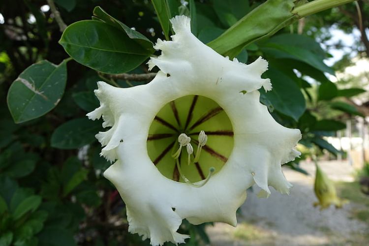 DATURA ARBOREA (BRUGMANSIA ARBOREA)