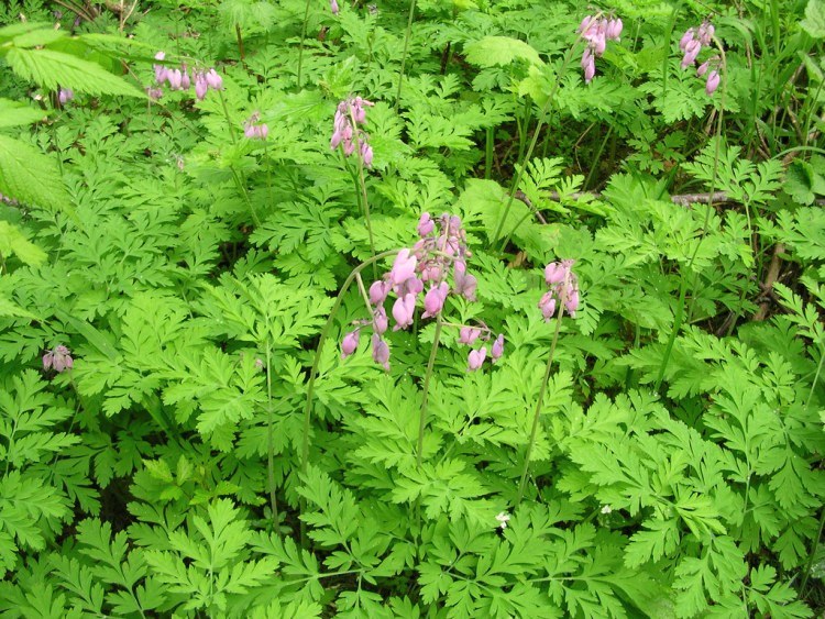 DICENTRA FORMOSA