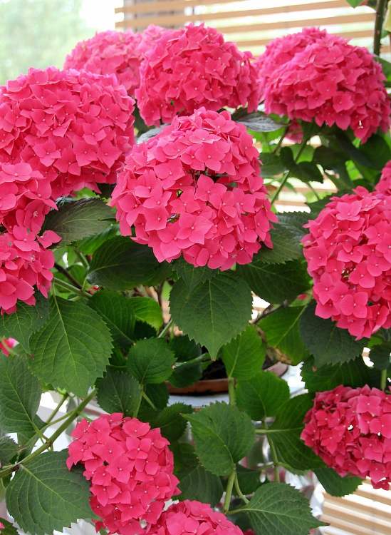 HYDRANGEA MACROPHYLLA EUGEN HAHN