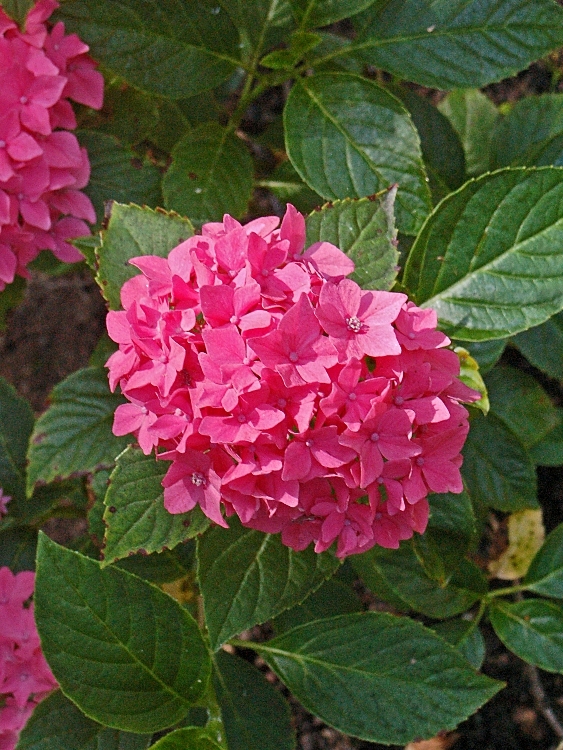 HYDRANGEA MACROPHYLLA EUGEN HAHN