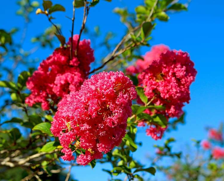 LAGERSTROEMIA INDICA PETIT RED