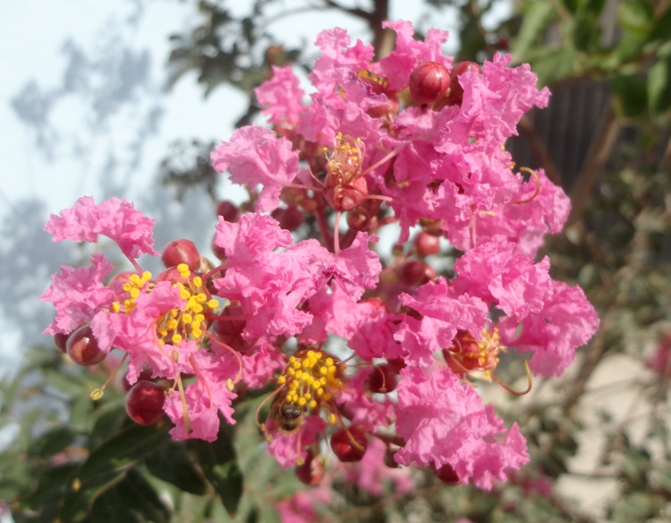 LAGERSTROEMIA INDICA PETIT PINK