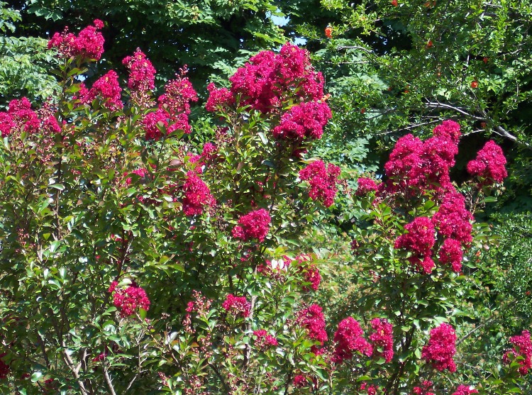 LAGERSTROEMIA INDICA RED IMPERATOR