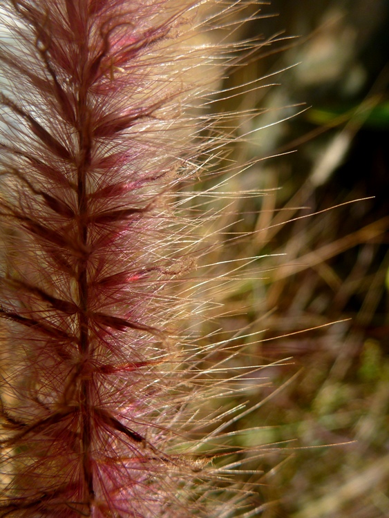 PENNISETUM MESSIACUM RED BUNNY TAILS