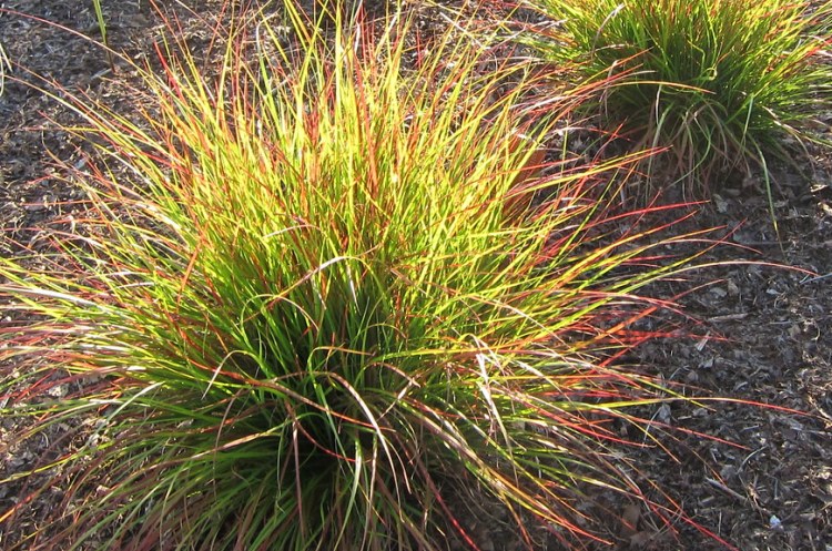 PENNISETUM MESSIACUM RED BUNNY TAILS