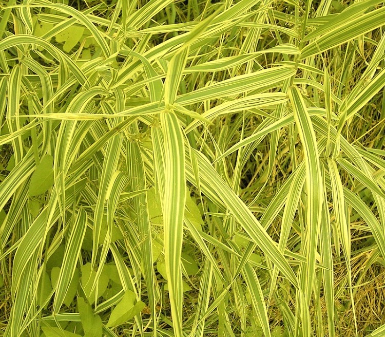 PHALARIS ARUNDINACEA ARCTIC SUN