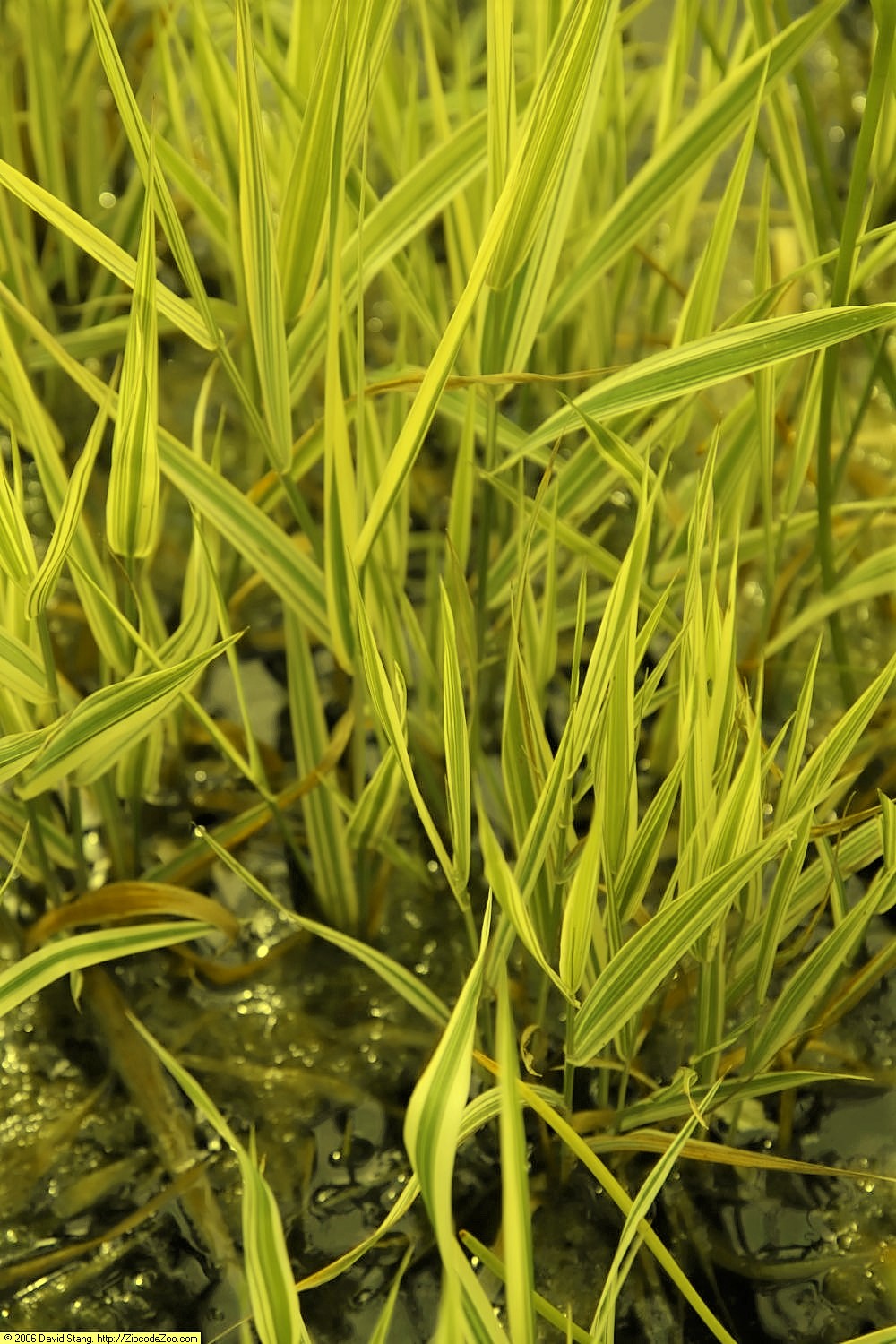 PHALARIS ARUNDINACEA ARCTIC SUN
