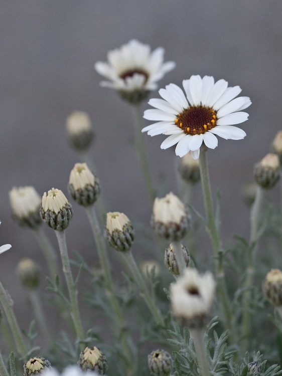 RHODANTHEMUM X CASABLANCA