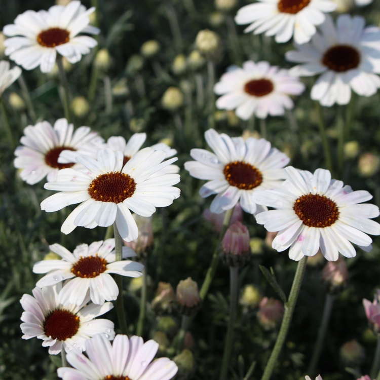 RHODANTHEMUM X CASABLANCA