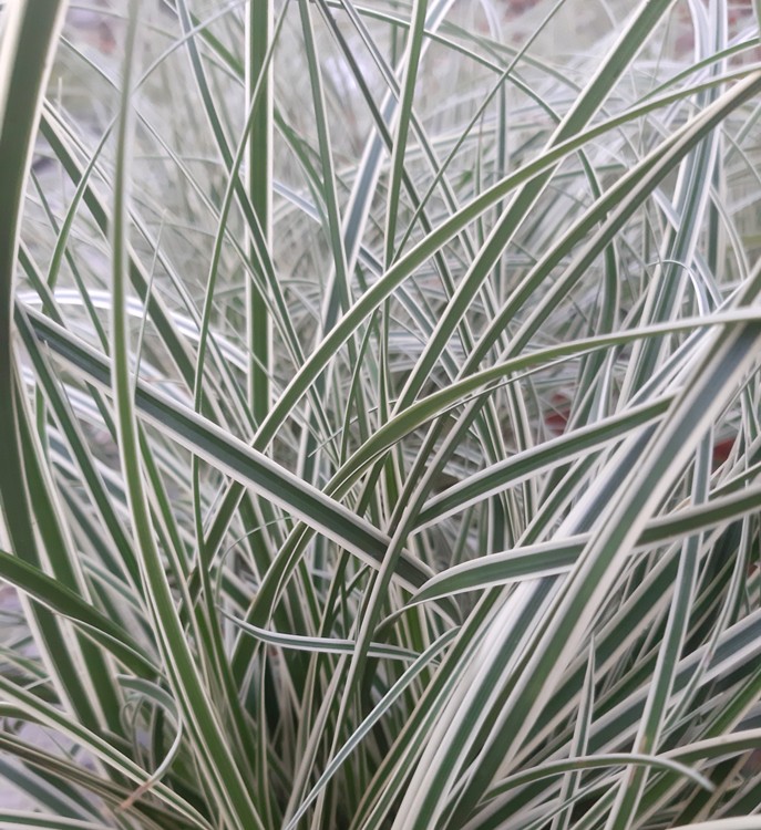 CAREX OSHIMENSIS EVERLITE