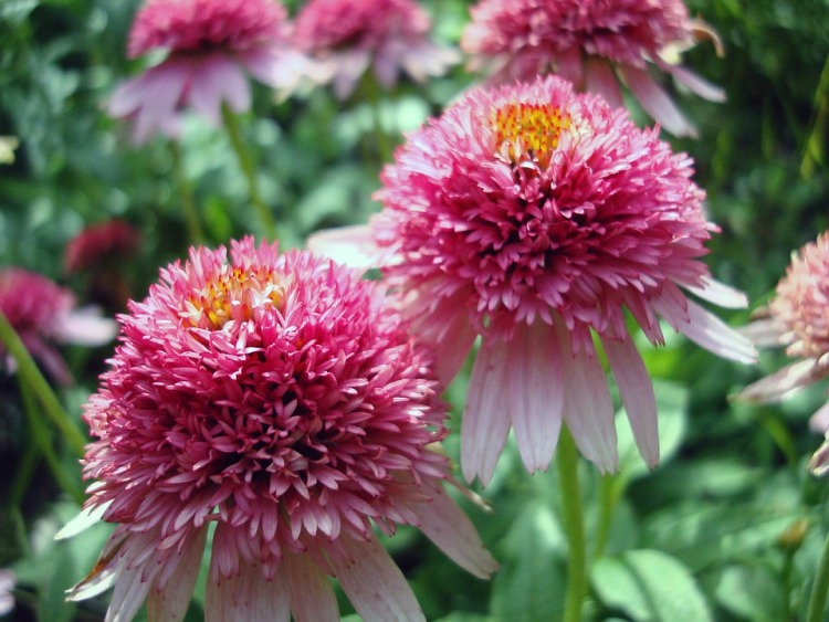 ECHINACEA PURPUREA PINK SORBET