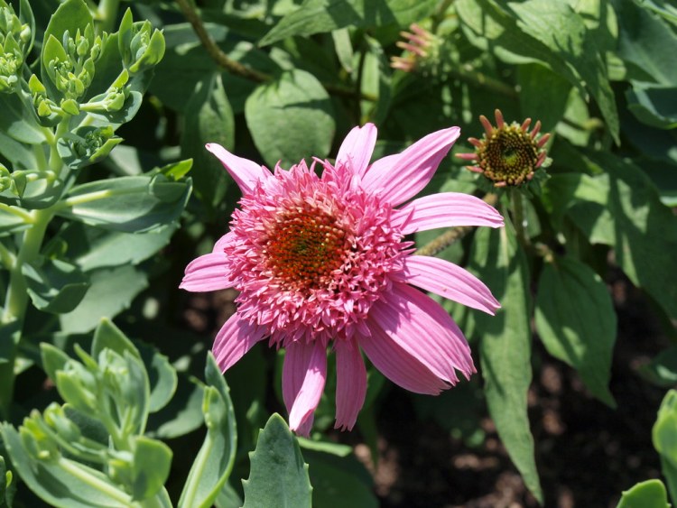 ECHINACEA PURPUREA PINK SORBET