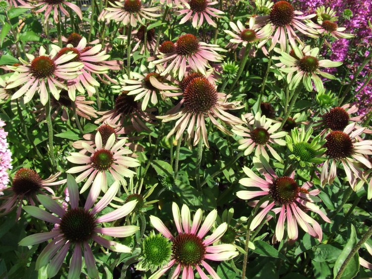 ECHINACEA PURPUREA GREEN ENVY