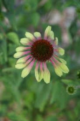 ECHINACEA PURPUREA GREEN ENVY