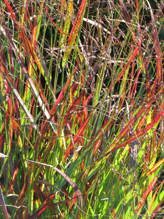 PANICUM VIRGATUM SANGRIA