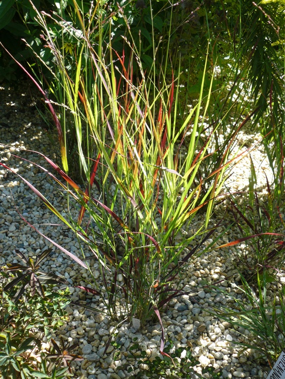 PANICUM VIRGATUM SANGRIA