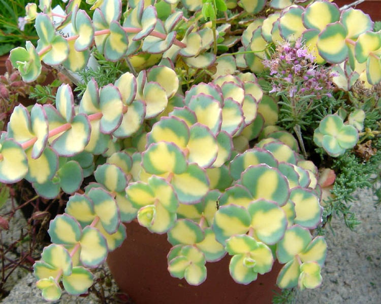SEDUM SIEBOLDII VARIEGATA