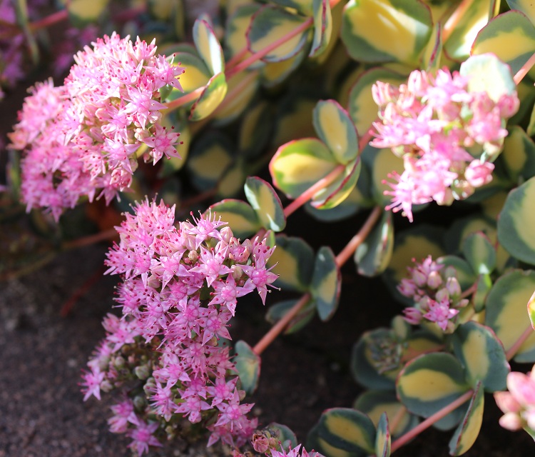 SEDUM SIEBOLDII VARIEGATA