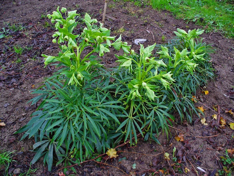 HELLEBORUS FOETIDUS
