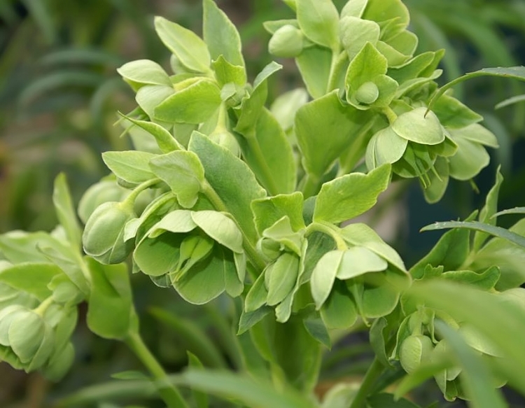 HELLEBORUS FOETIDUS