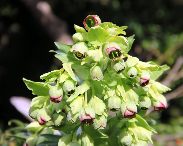 HELLEBORUS FOETIDUS