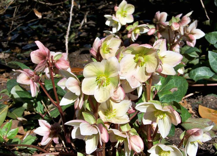 HELLEBORUS X STERNII