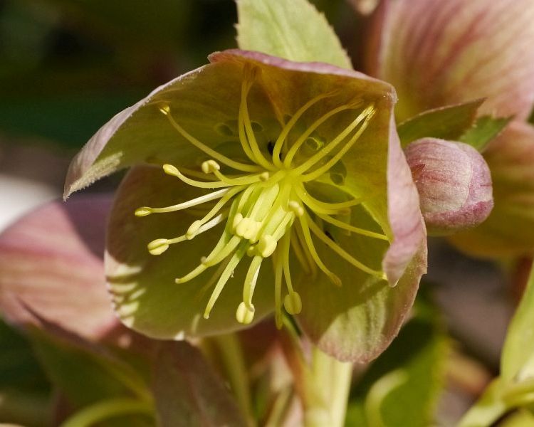HELLEBORUS X STERNII