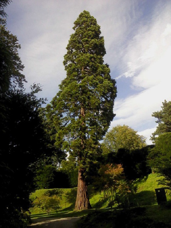 SEQUOIA SEMPERVIRENS
