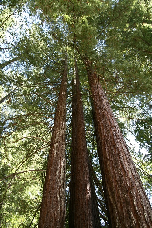 SEQUOIA SEMPERVIRENS