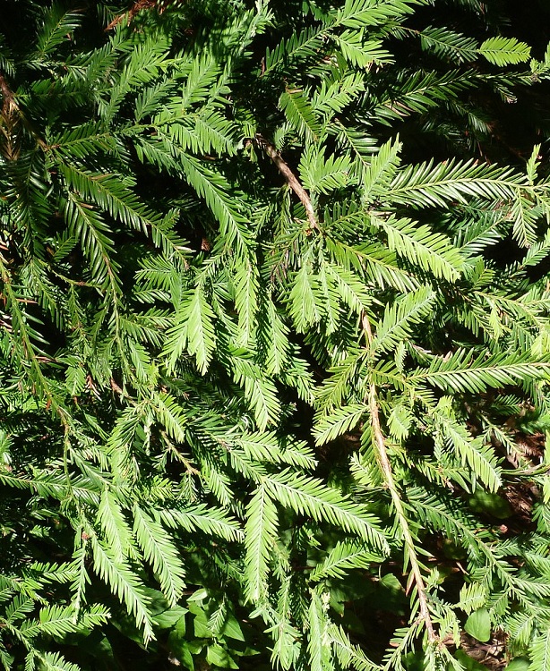 SEQUOIA SEMPERVIRENS