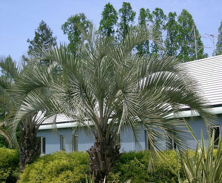 BUTIA CAPITATA