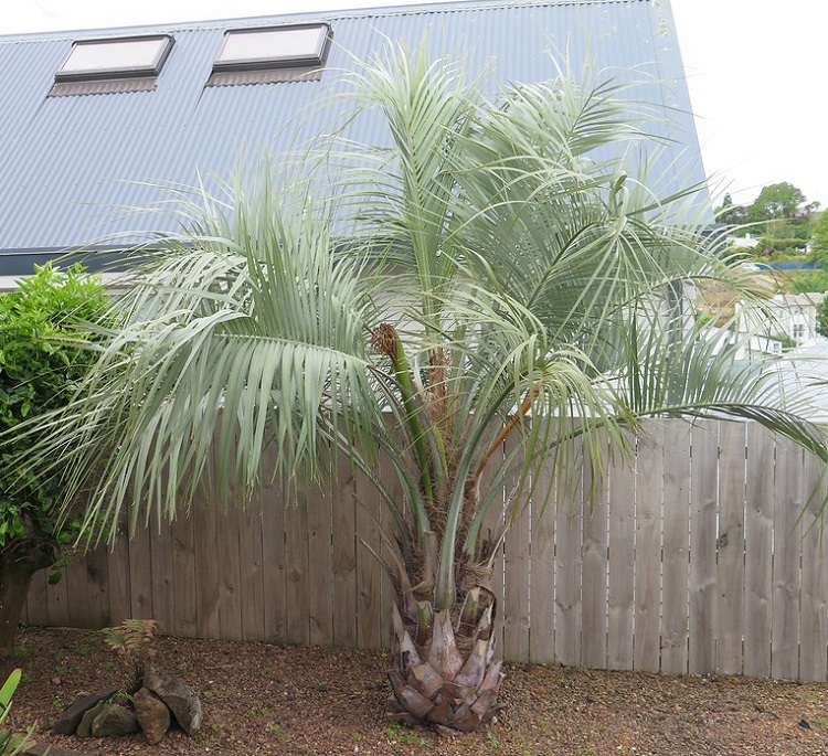 BUTIA CAPITATA