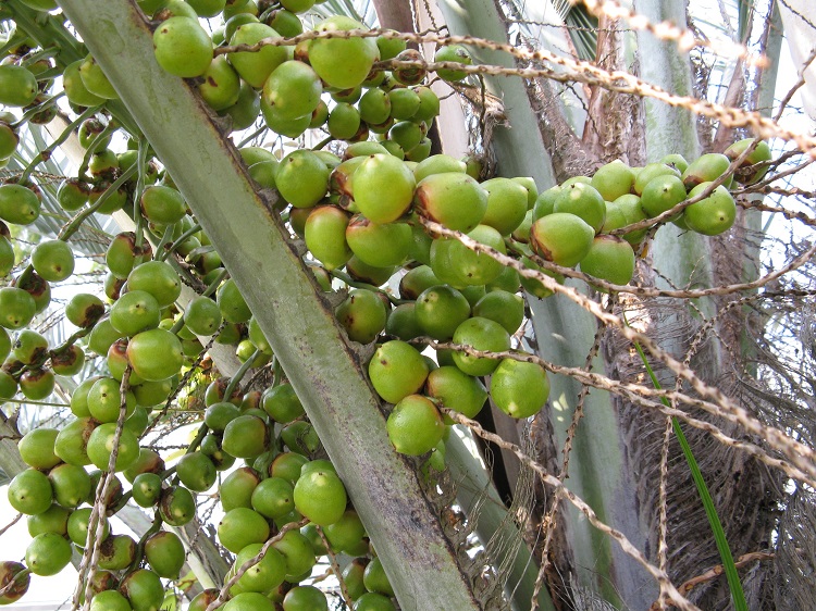BUTIA CAPITATA