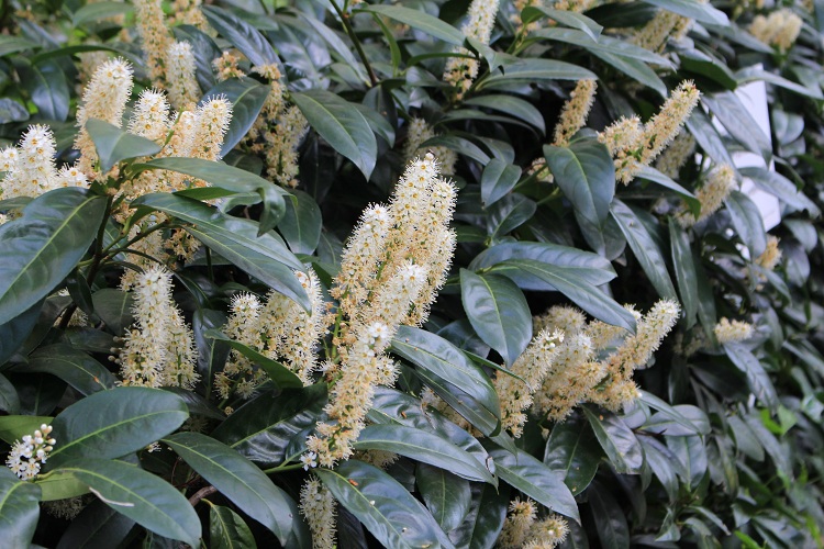 PRUNUS LAUROCERASUS VAN NES