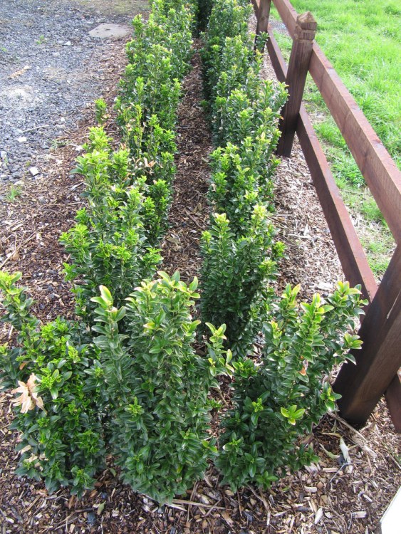 EUONYMUS JAP.MICROPHYLLUS GREEN ROCKET