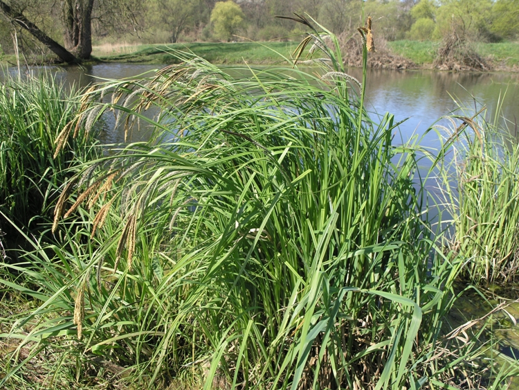 CAREX PSEUDOCYPERUS