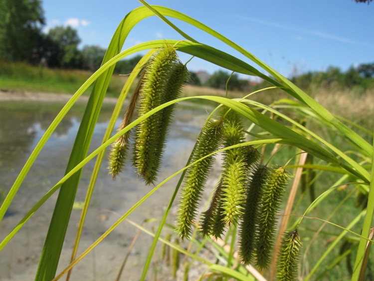 CAREX PSEUDOCYPERUS
