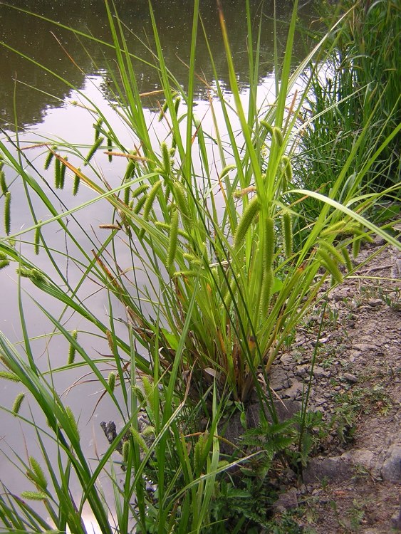 CAREX PSEUDOCYPERUS