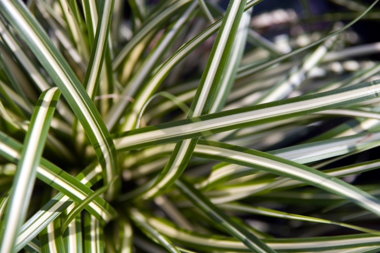 CAREX OSHIMENSIS ICE CREAM